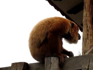 le singe hurleur bolivie