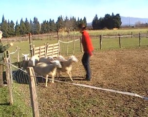 Fun 1ers pas au troupeau