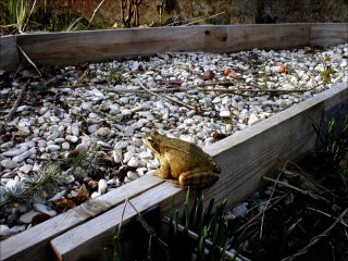 la grenouille qui se veut faire aussi grosse que le boeuf