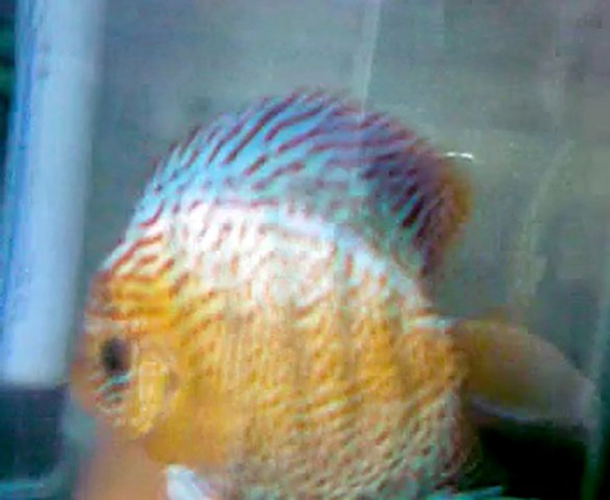 discuslarımın son hali