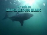 tout près du grand requin blanc (1)