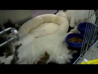 dazzling beauty delft du Nord en expo - mülheim 2011