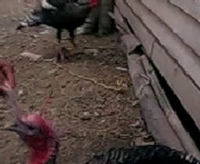 guajolotes locos y picotones y  peleoneros