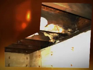 Cleaning Mold Phoenix