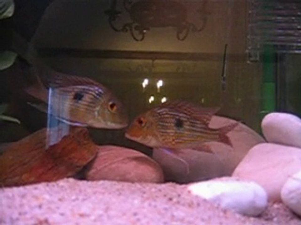Geophagus Sp PINDARE et les petits