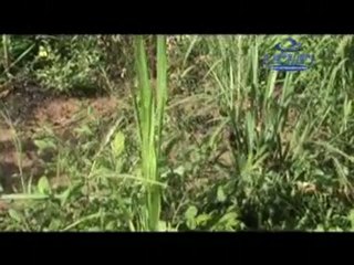 UPUPI SEMANA SANTA/Parte 1