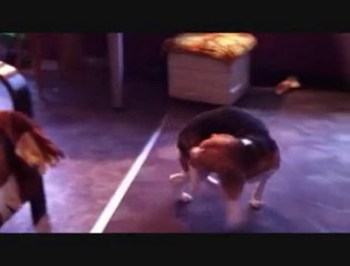 Gironzola per casa con la coda in bocca