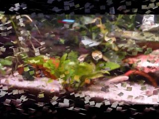 promenade de poissons