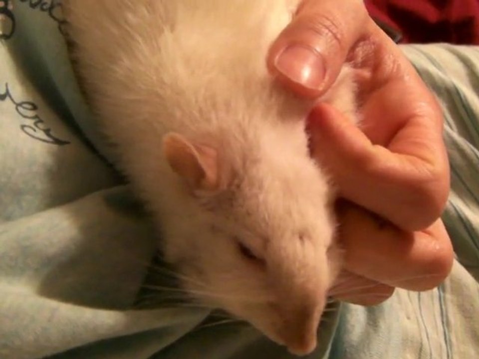 Mio, la nuit avant sa mort (18/01/11)
