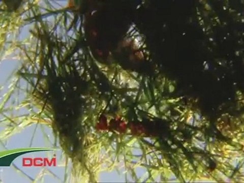 Een bemesting in het najaar voor een sterk gazon - DCM