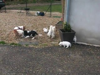 bb18012011- westie presque 5 semaines