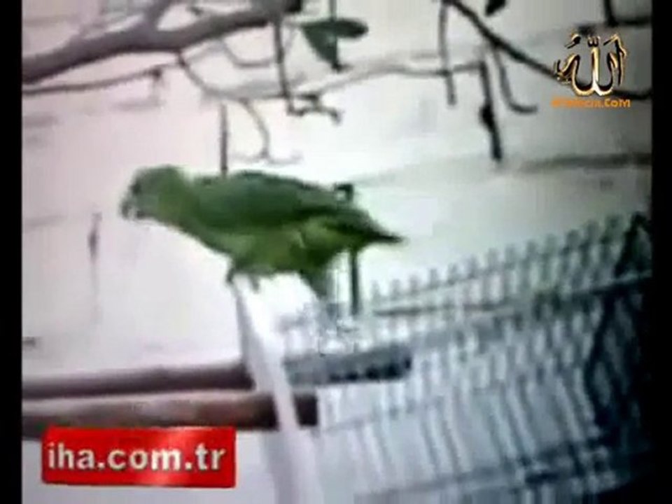 Kuran'ı Kerim okuyan papağan