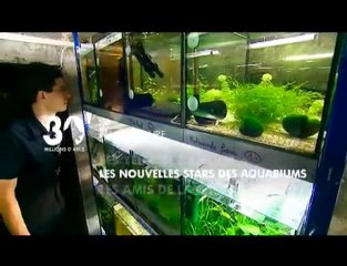 Sommaire émission 30 Millions d'Amis du 22/1/11