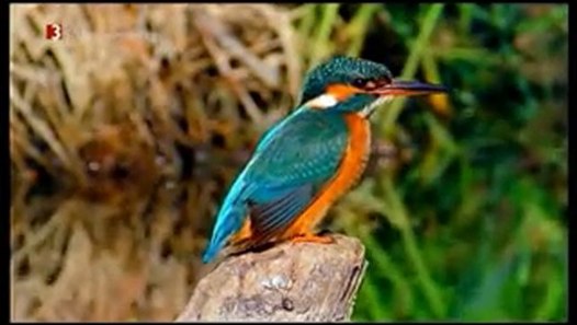 Polen Weissrussland Bialowieza Nationalpark Nationalpark Bialowiezer Urwald Video Dailymotion