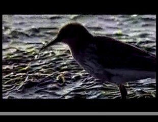 l'île sauvage: extrait du film sur l'île aux oiseaux