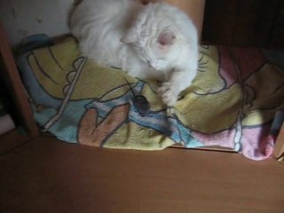 Peluche 18 janvier 2010