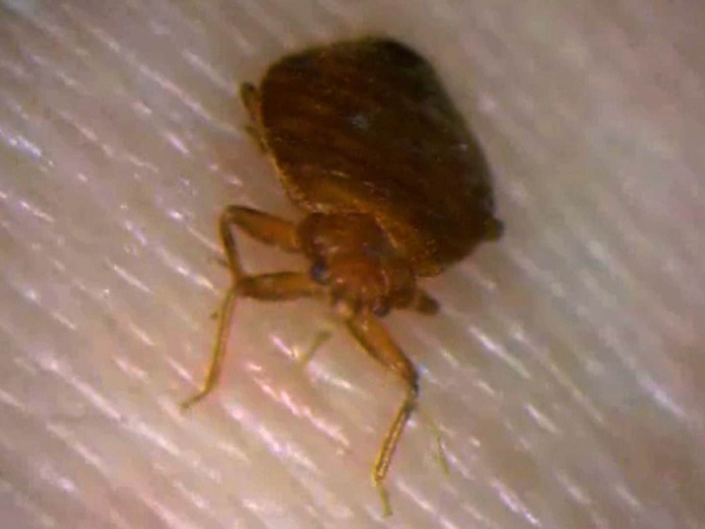 ⁣How To Prevent Bed Bugs - How To Check For Bed Bugs