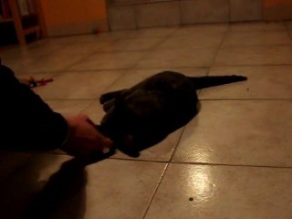 Mon chat se prend pour un chien!!