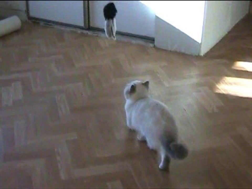 Figaro et sa drôle d'araignée