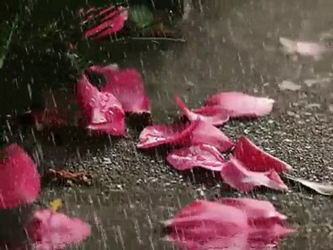 seyduna turkuleri - omur gocegimsin