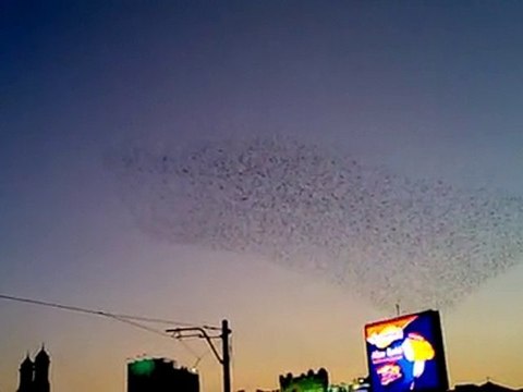 Dancing Bird Clouds / Danseden Kuş Bulutları- Istanbul