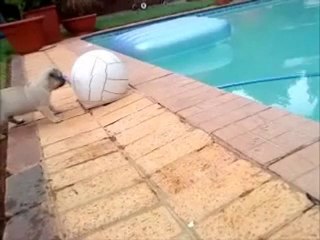 Un chiot s'amuse au ballon au bord d'une piscine