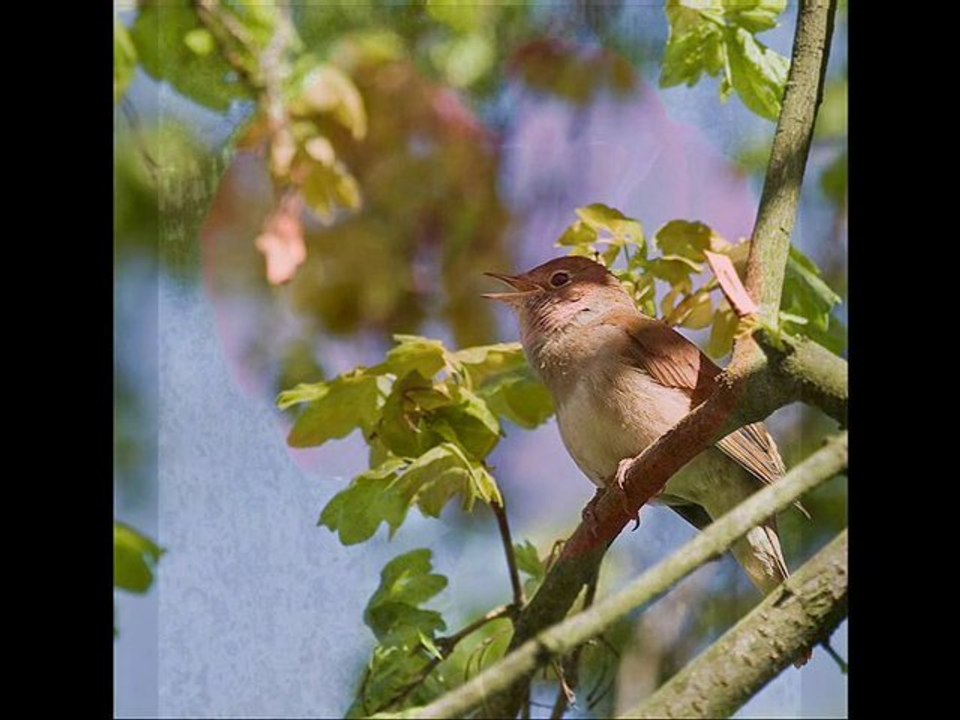 Karanfiller tütsün Mehmet Kemiksiz