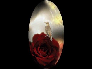 Gül doldurdum sepete  Abdullah Yüce