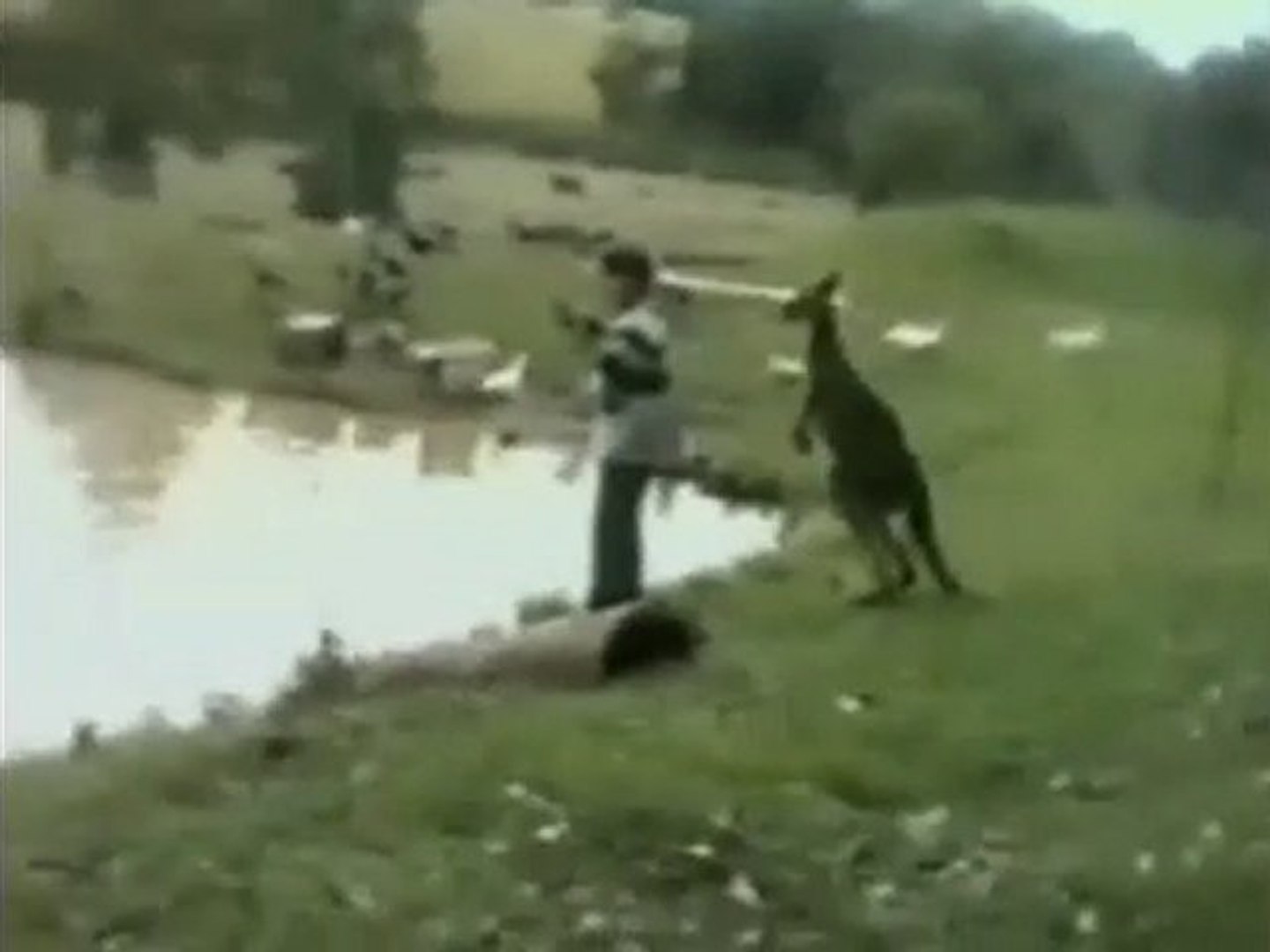Kangaroo Kicks Man
