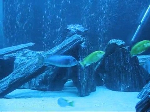 Malawi akvaryumu 530 litre yunus bozkurt