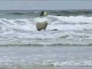 Mildred the surfing sheep