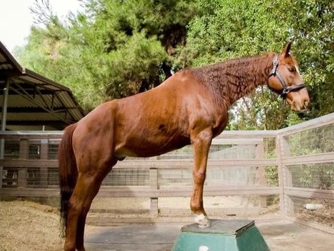 Storytime With Lukas, The World's Smartest Horse