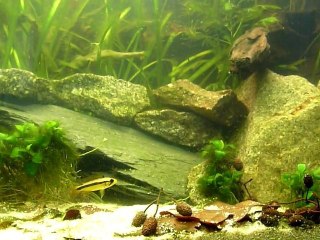 repro apisto agassizii avec papa