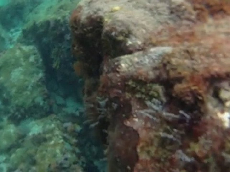 anse-arlets-poissons