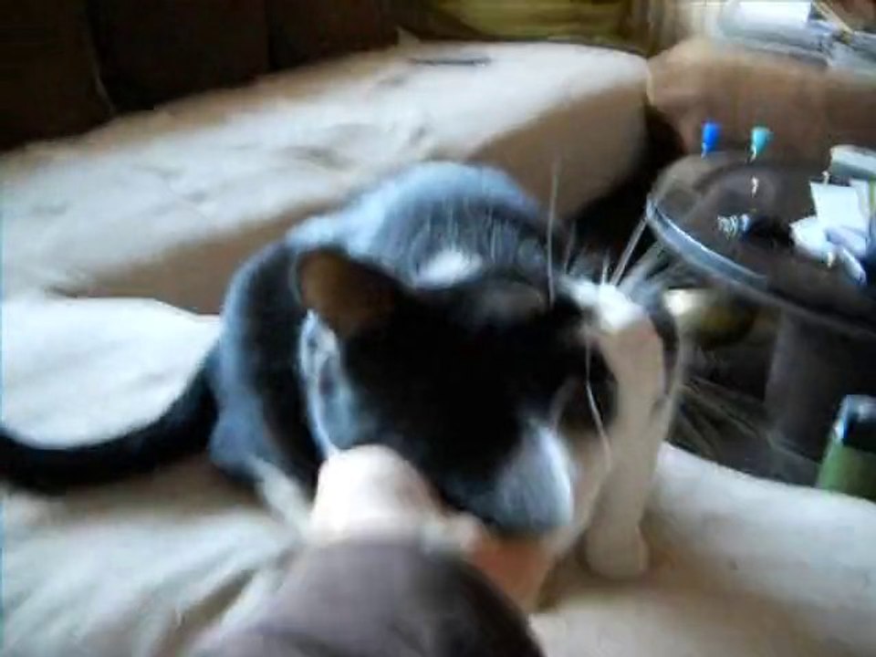 Filou, le câlin