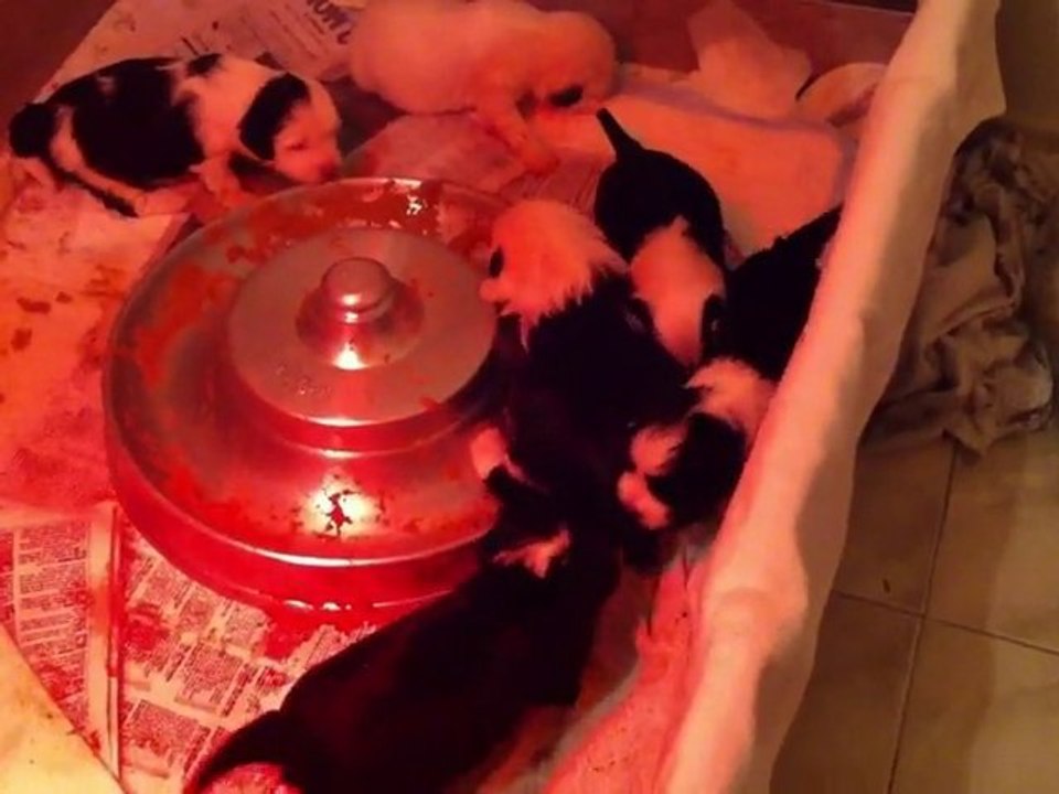 Bébé 2010