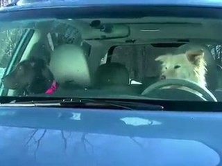 Subaru Forester- Dog Tested. Dog Approved.