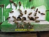 Arıcılık videoları, anaarı çiftleştirme kutusu  polen akımı