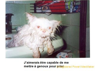 Lavez vous votre chat-01-18-11-55_wmv