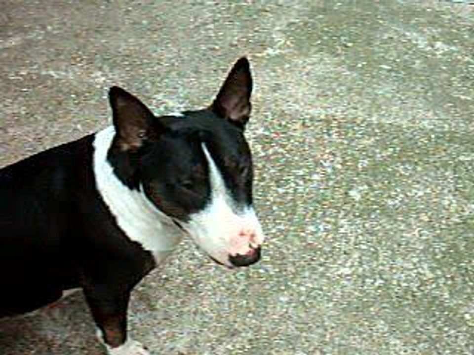 VARGAS ET SON PIED D'SANGLIER 3