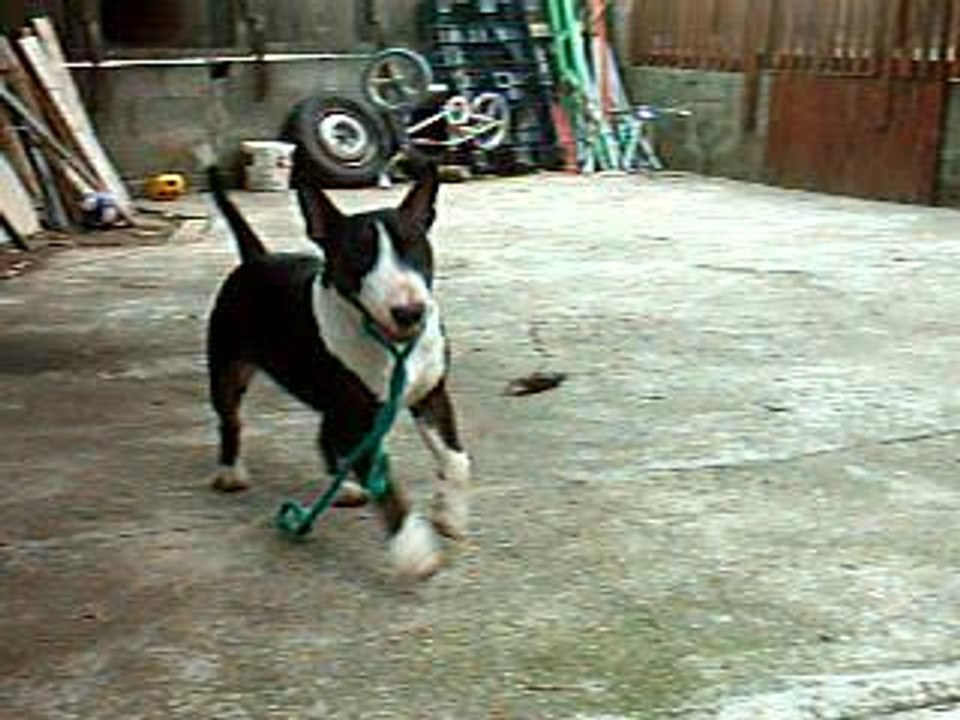 VARGAS ET SON PIED D'SANGLIER 4