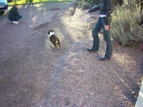 FLICKA RED OF THE FEERIQUE WORLD DECOUVRE LA LAISSE !!