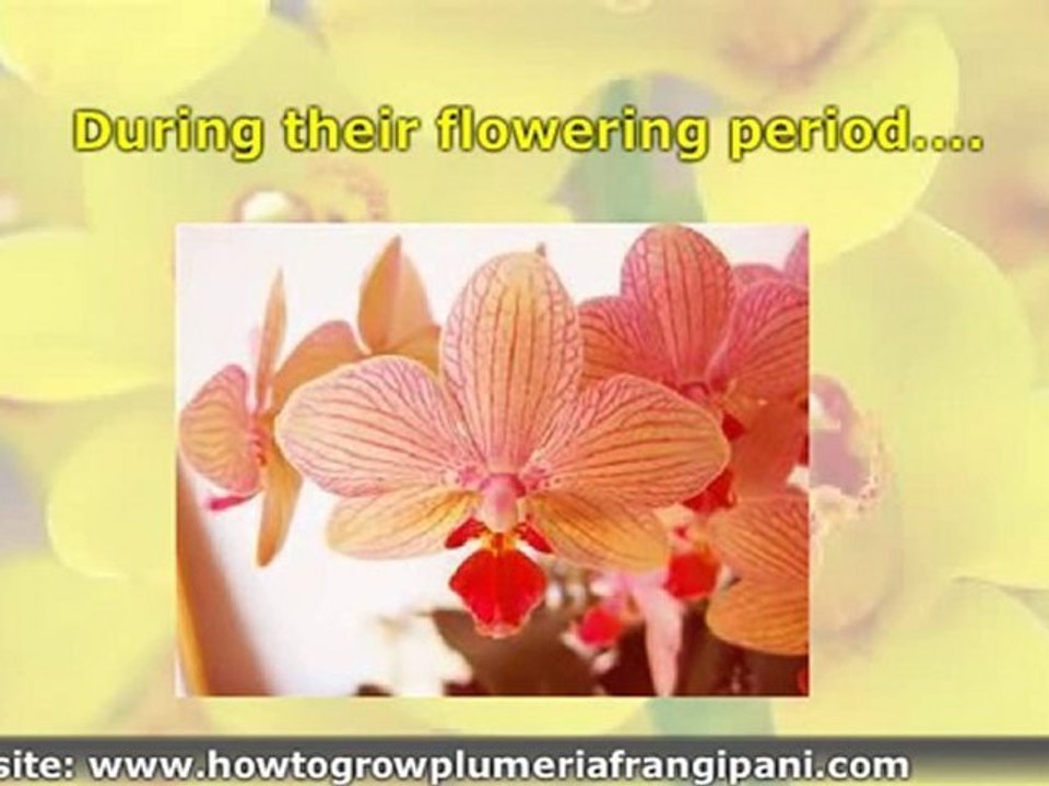 Care of Phalaenopsis Orchids - Moth Orchids