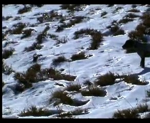 denver 2011 keklik ve tavşan avlarından