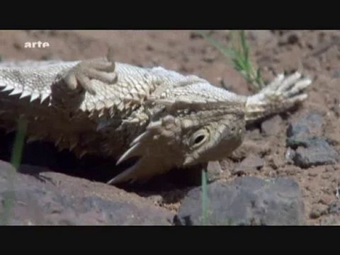 Life - L'aventure De La Vie - Reptiles Et Amphibiens 5