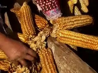 A Widow's Corn Harvest - CBN.com
