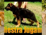 Adiestramiento Canino