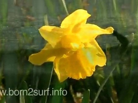 DEVON LANES & LONGBOARDS