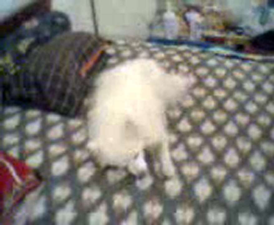 Video0066