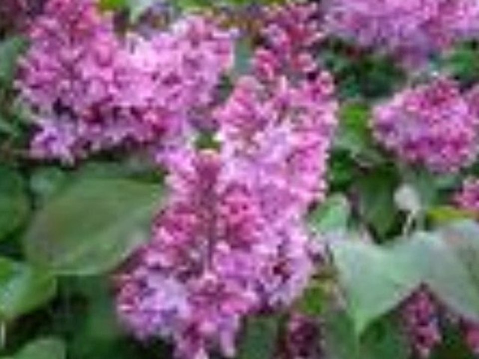 KAD ZAMİRİSU JORGOVANİ -Vesna Zmijanac i Dino Merlin -